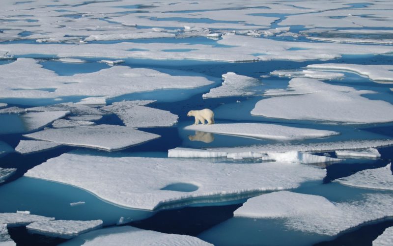 Polar bear tries to walk across broken ice